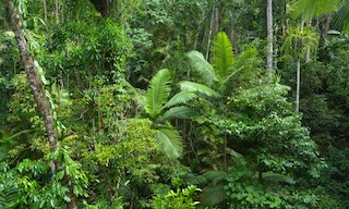 Daintree Rainforest